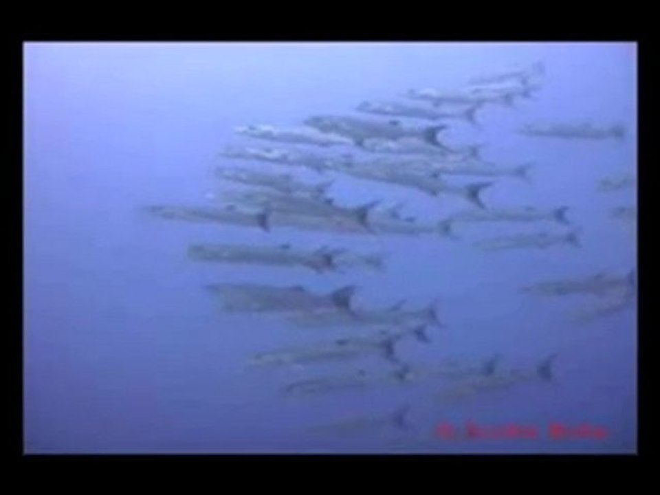 DivemeFiji - Barracuda