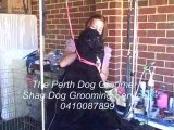 Perth Dog Grooming - Shag Dog Grooming Services - Grooming A