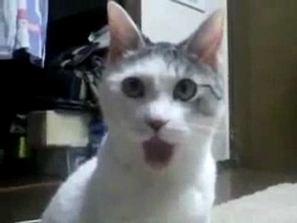 Il gatto stupefatto