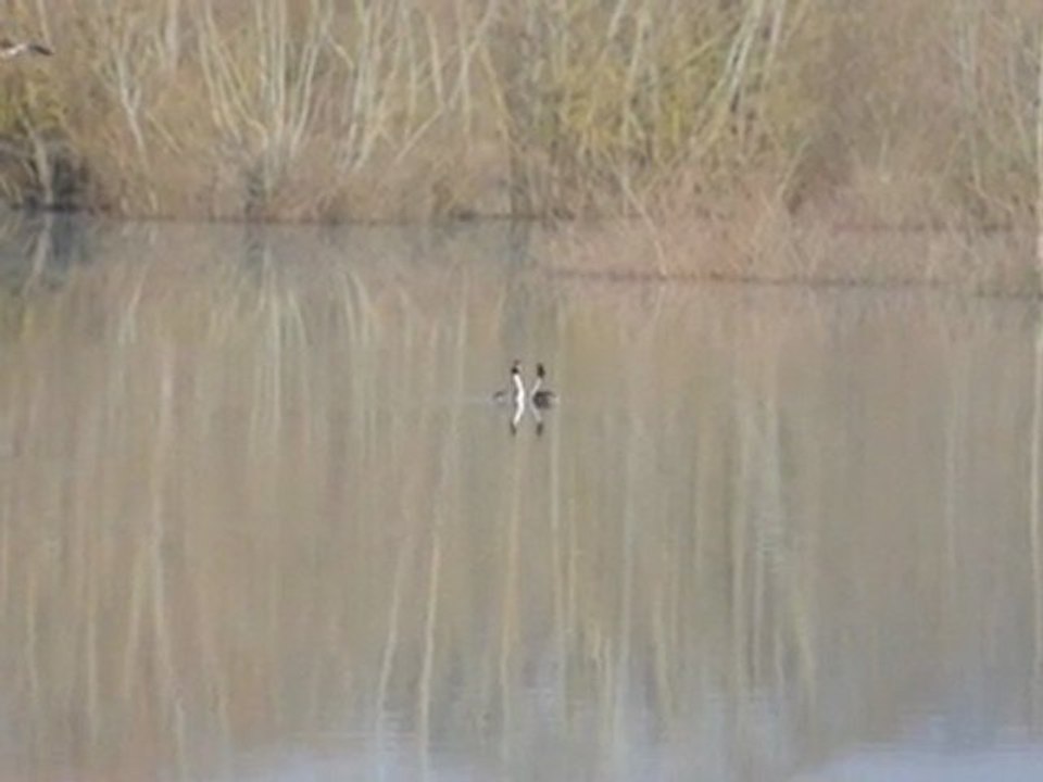 Parade nuptiale de la grèbe huppé