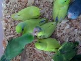 Pacific Parrotlet Breeder Baby Parrotlets & Breeding Pairs