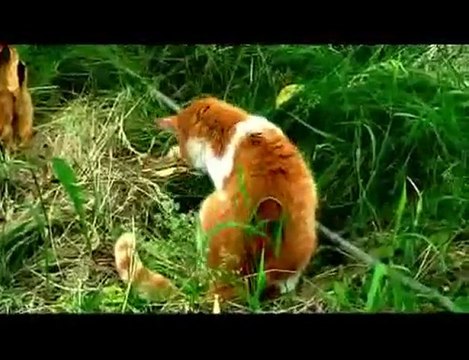 Кошачья охота