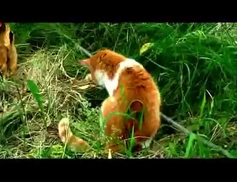 Кошачья охота