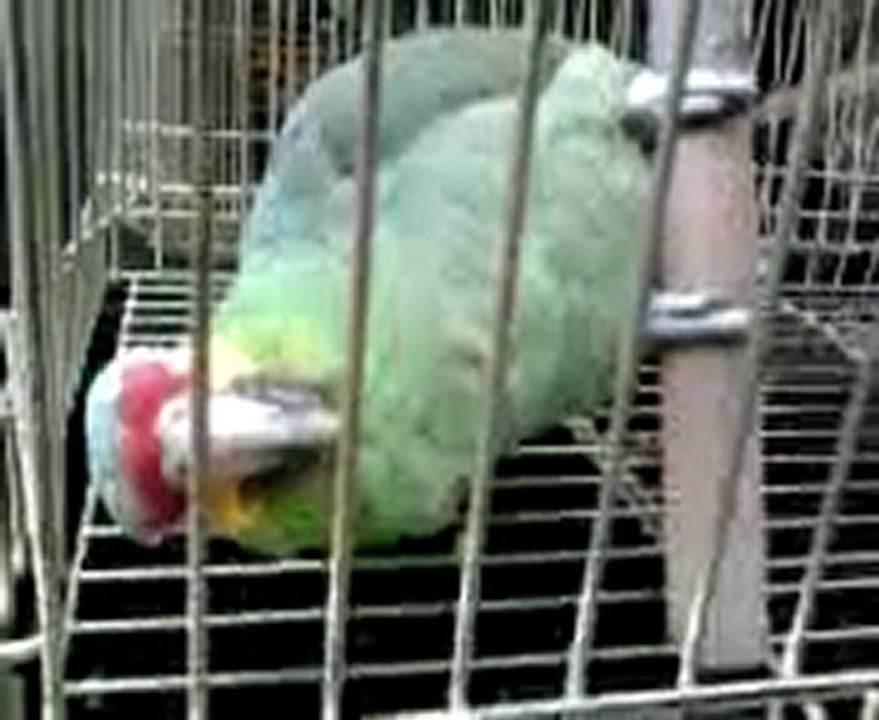 Amazone à front rouge