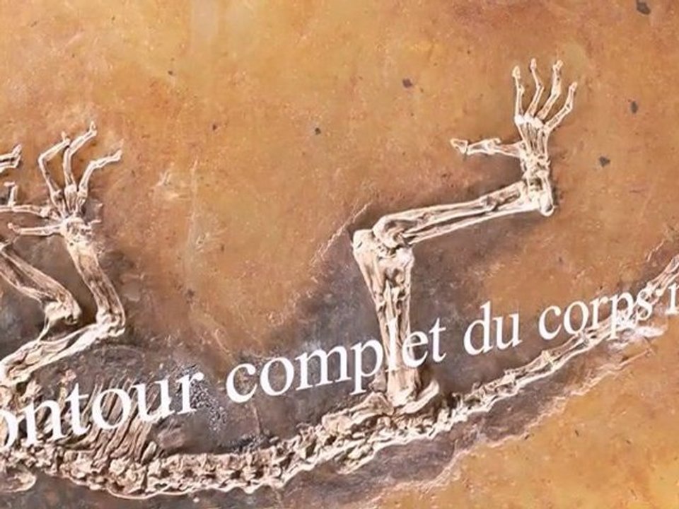 Le chaînon Ida