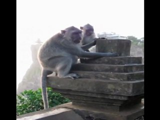 Bali 2009 Macaques à Uluwatu