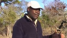 Interact With Lions at Victoria Falls with Kingfisher Safaris
