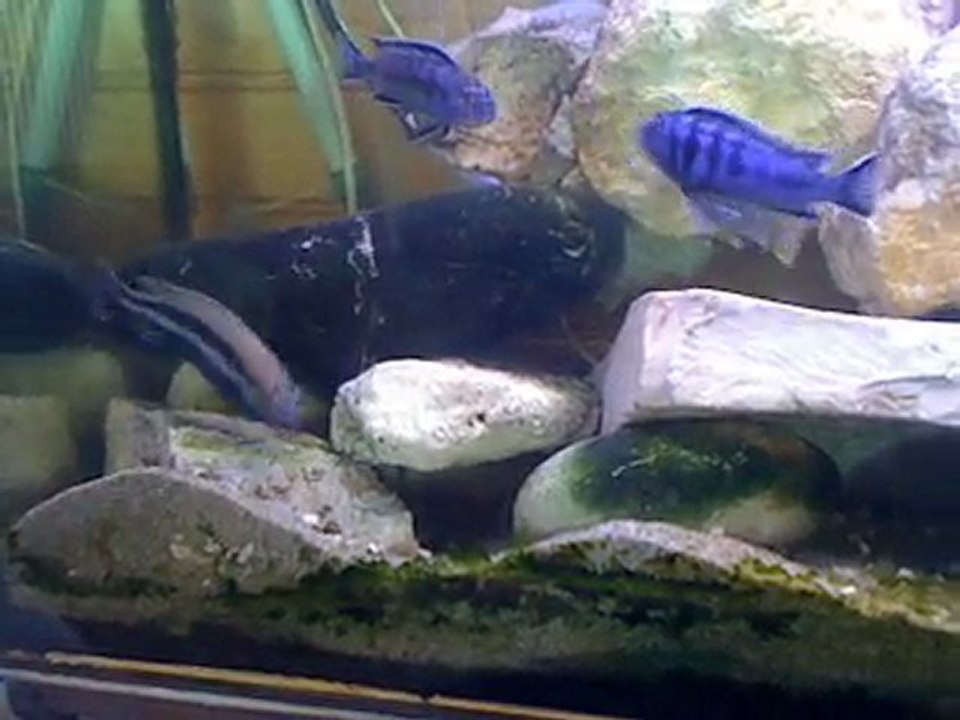 fisch