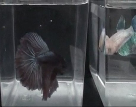 Betta splendens, rencontre CIL-IBSC Vienne mars 2010.