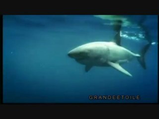 1-4 les hommes requins