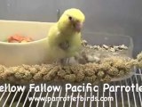 Pacific Parrotlets Yellow Fallow Parrotlet Color Mutation