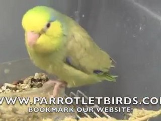 Green Fallow Parrotlet Video - Parrotletbirds.com