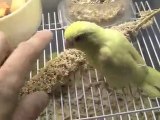 Parrotlet breeder Yellow Fallow Pacific Parrotlets
