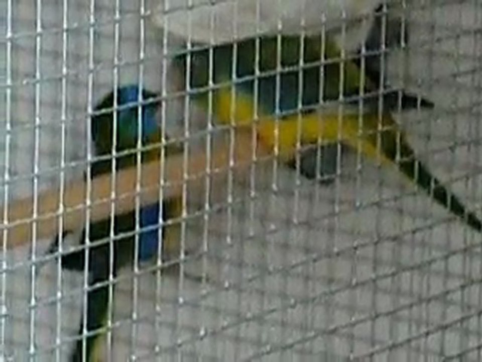 Couple turquoisine qui se donnent la becquée