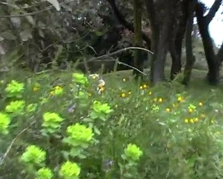 Promenade avec Chopin (Etudes op.25 n°12 en ut mineur)