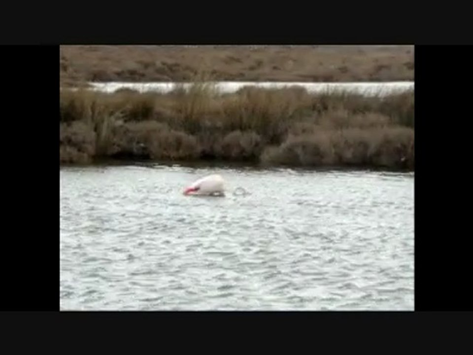 Camargue1