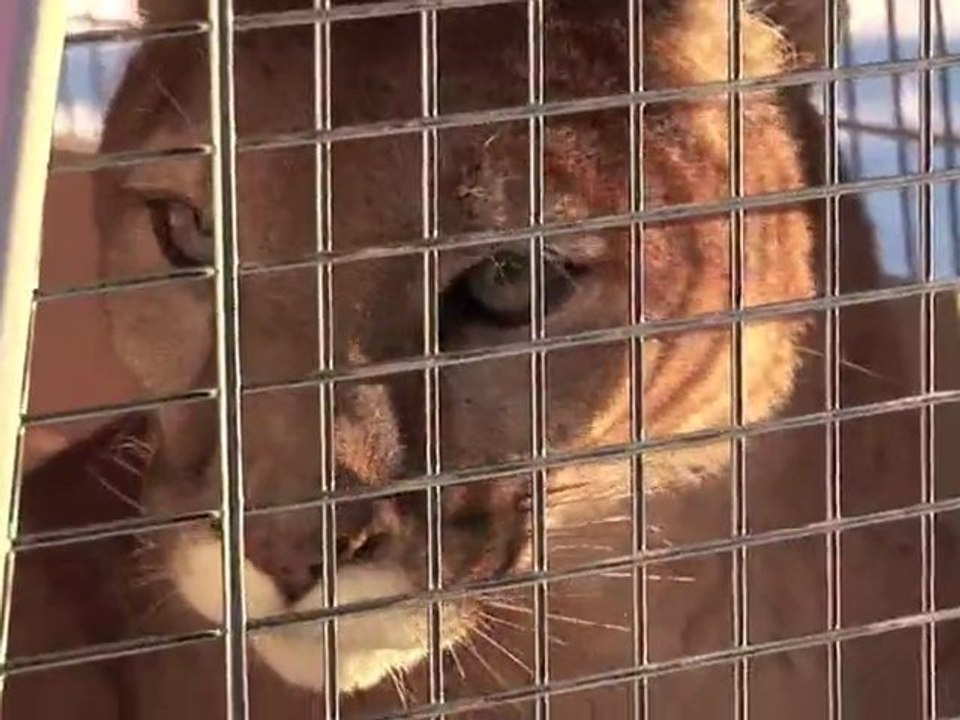 COUGAR RESCUE! Backyard Big Cats