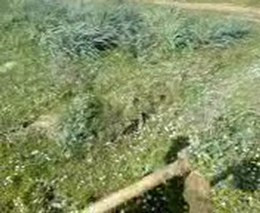 علاء الدين يحب مهنة الفلاح Alla eddinne