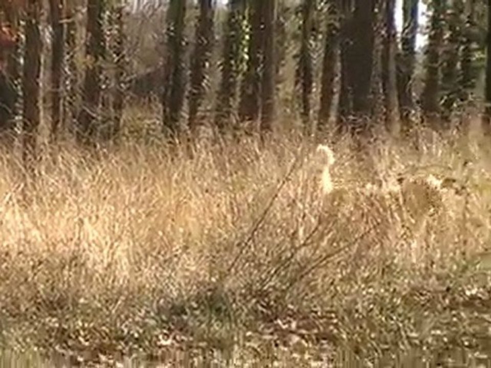 MOV061
