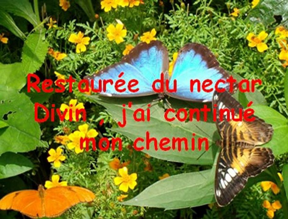 PAPILLONVFA1