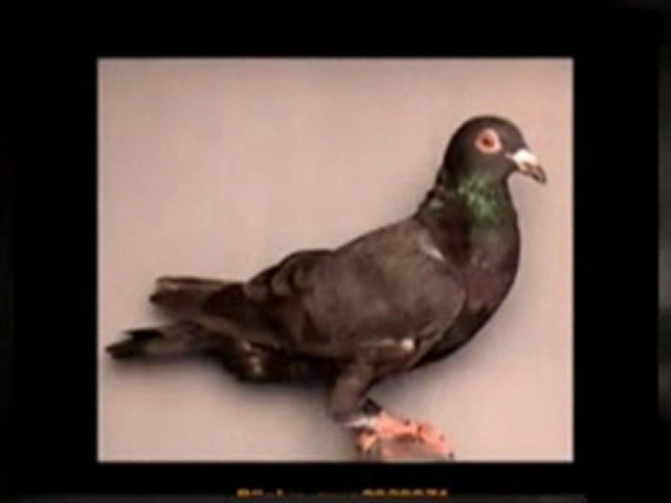 Pigeon Pals Racing Club Daily Results 245