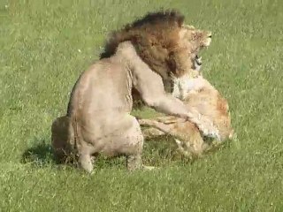 can you feel the love tonight