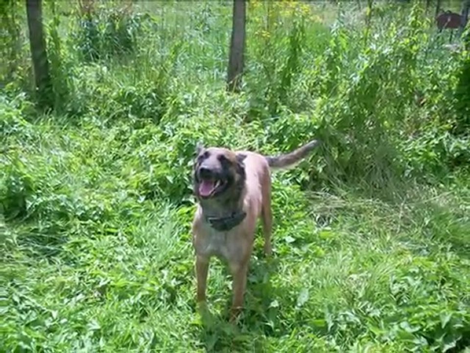 Elevage des Crocs Perçants-Bergers Belges Malinois