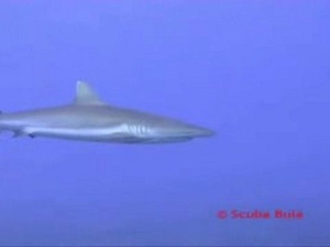 Diveme Fiji - Grey Reef Shark