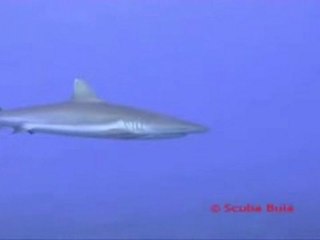 Diveme Fiji - Grey Reef Shark
