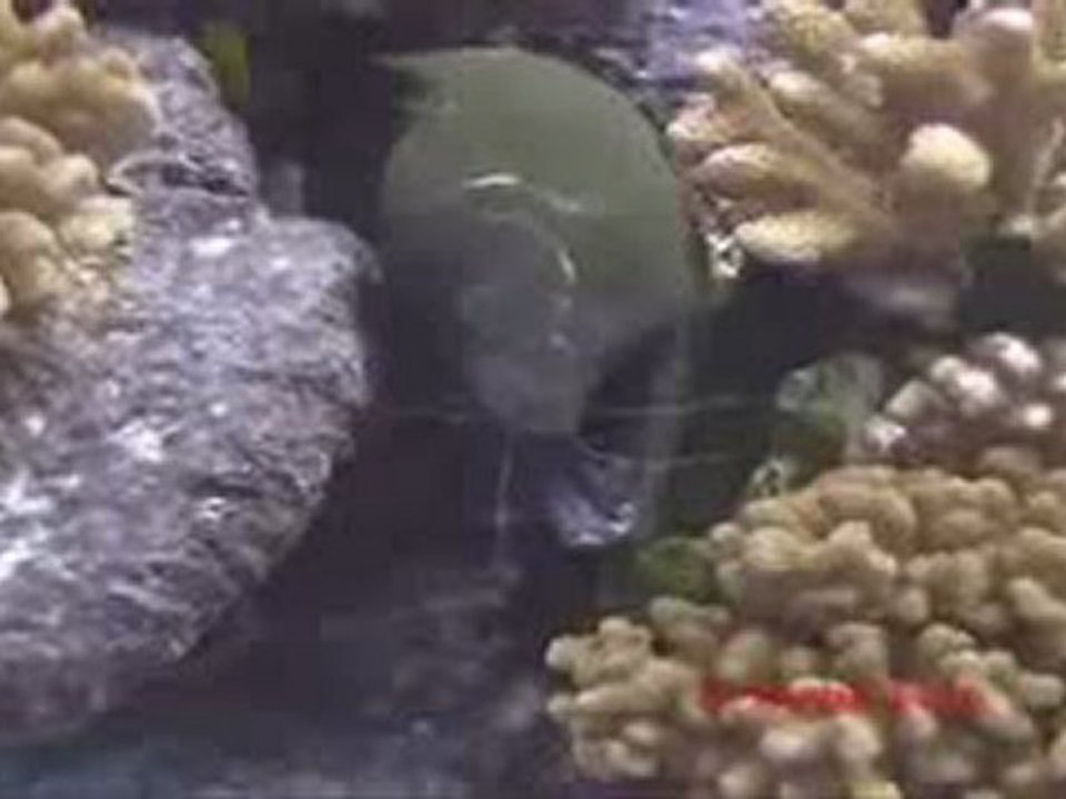 Diveme Fiji - Moray with cleaner shrimp