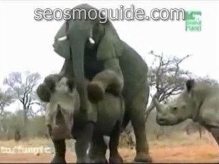 seosmoguide.com, stupid elephant