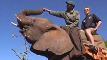 Elephants Back Safari at Victoria Falls with Kingfisher Safaris