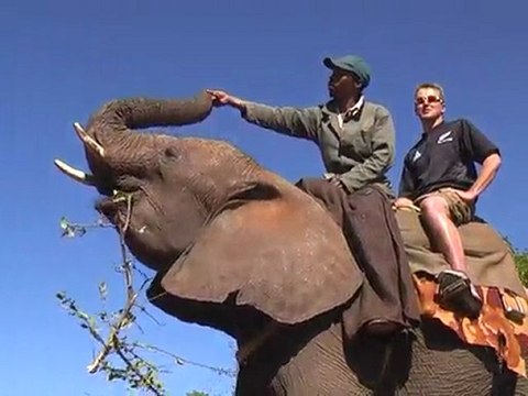 Elephants Back Safari at Victoria Falls with Kingfisher Safaris