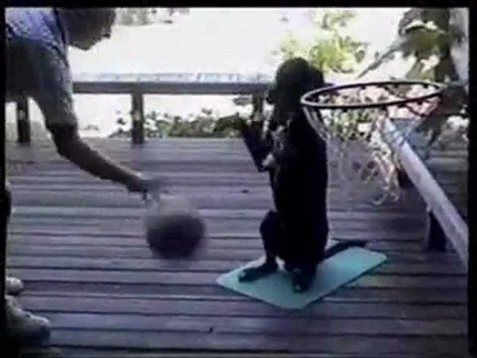 funny video - basketball dog