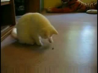 funny video - cat chasing bug