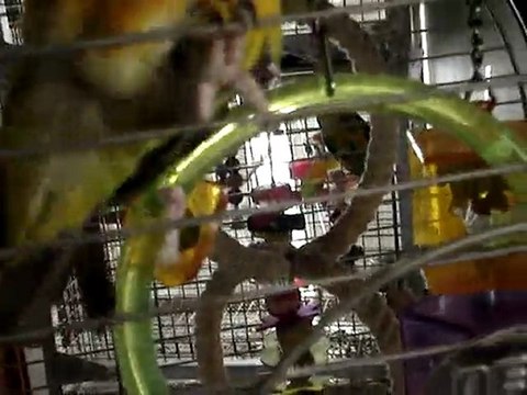 ma Kiwi mon youyou du sénégal