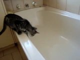 funny video - cat does not want a bath