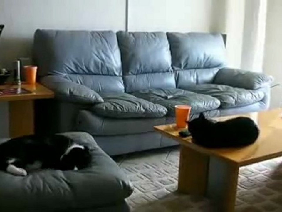 funny video - cat's life
