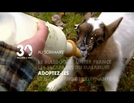 Sommaire émission 30 Millions d'Amis du 27 03 10