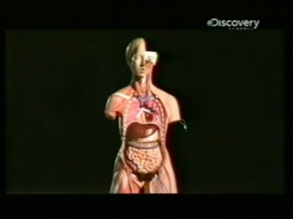 Modelos anatomicos: ¿Como se fabrican?