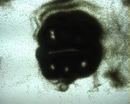 Expériences numériques - Animation de sable - Film de Tom - 2