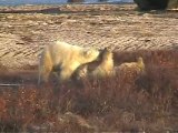 Churchill Polar Bears Wrestling