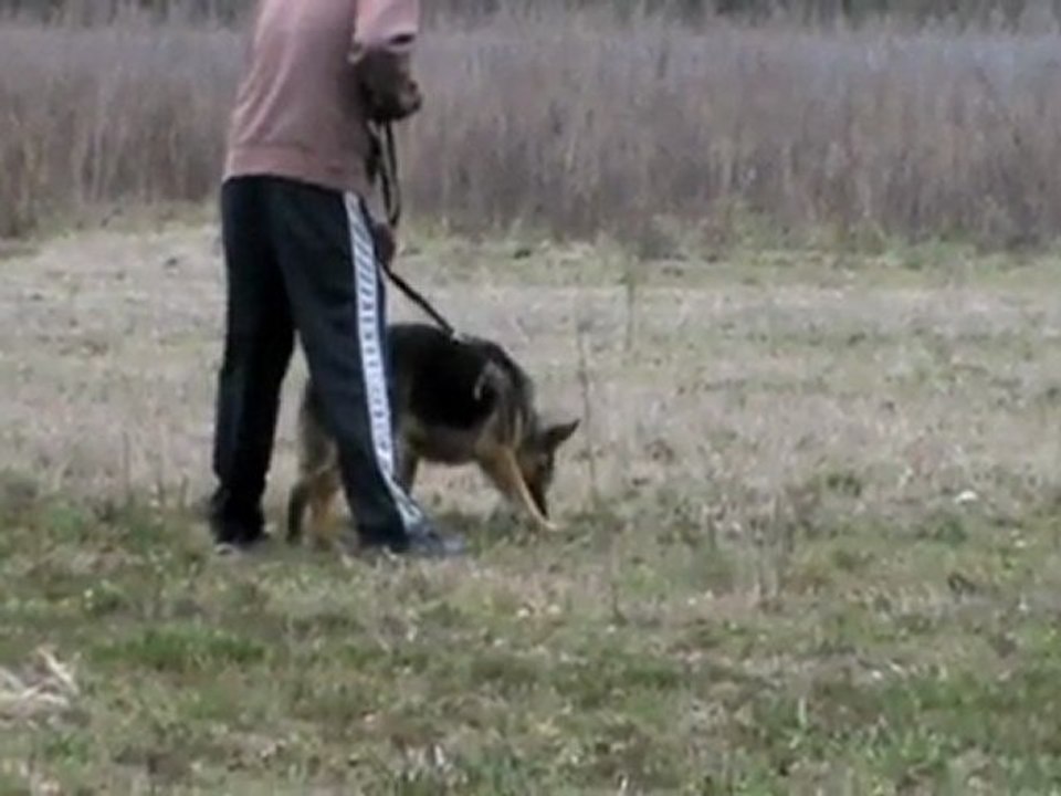 EBBY DES FIDELES DU MARSAN AU PISTAGE