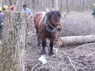 Monchy-St-Eloi : Des chevaux de trait pour sauver les marais