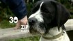 Adoptez le chien Zip - 30 Millions d'Amis