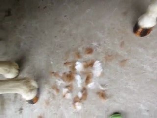 Elue poilu ...très poilu