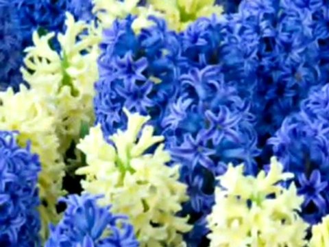 Nedim varol,Tufanbeyli, Adana,Almanya hatırarı KÜSTÜNMÜ,2010