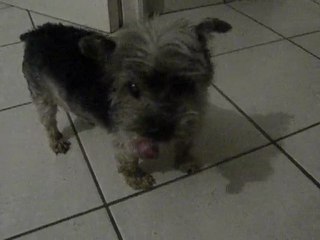 CHOUCHOU est en colère!!!!!  ( SUITE )