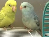 Parrotlets For Sale Blue Pied & American Yellow Parrotlets