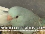 Parrotlets For Sale Dominant Blue Pied Pacific Parrotlet